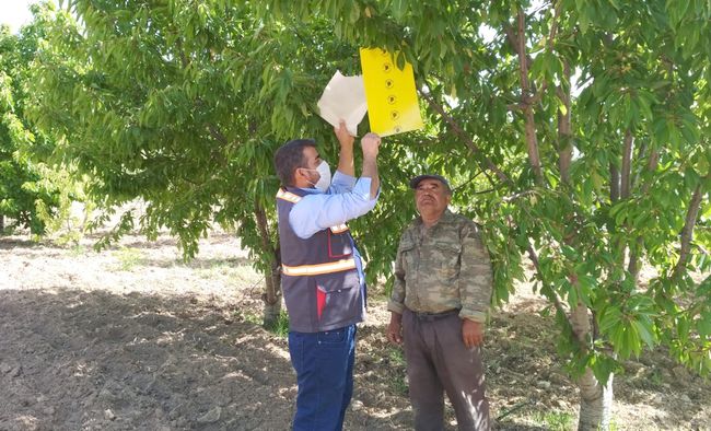 Belediyeden Sinek Tuzağı