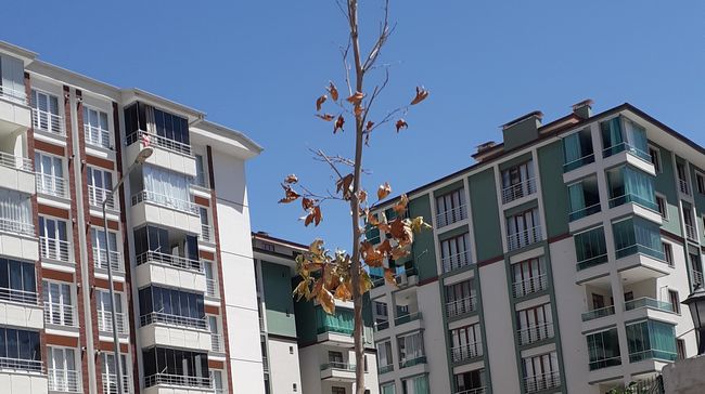 'Ağaçlar Kuruyor, Belediye İlgisiz'