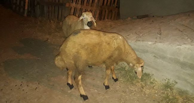 Koyun Hırsızı Yakalandı