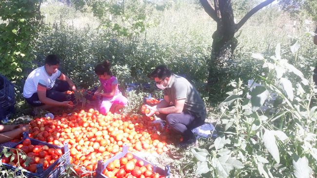 Çiftçiye Hasat Zamanı Desteği