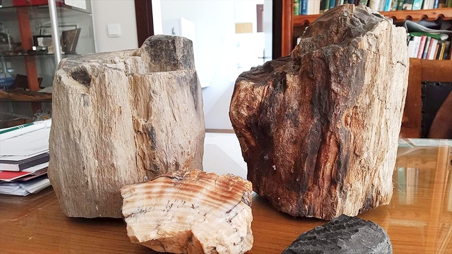 Türkiye'deki Fosil Ağaç Kalıntıları