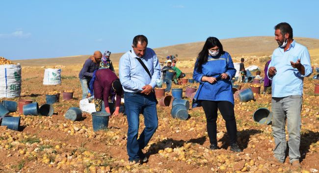 Patates Hasadına Başlandı