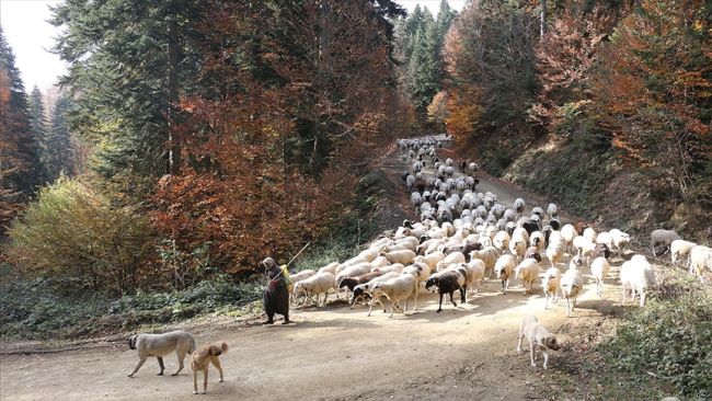 Yerli Hayvan Tesciline 10 Yeni Kayıt