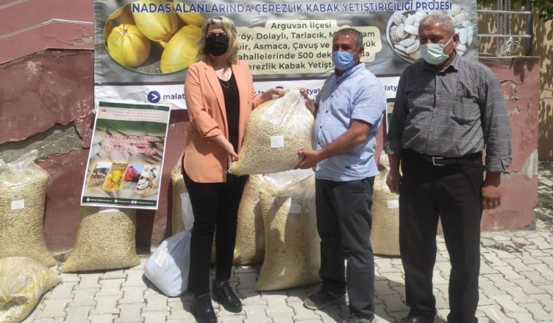 Nadas Alanlarında Çerezlik Kabak Üretimi