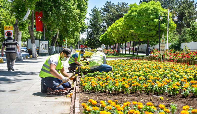 Park ve Yeşil Alanlara Mevsimlik Çiçek