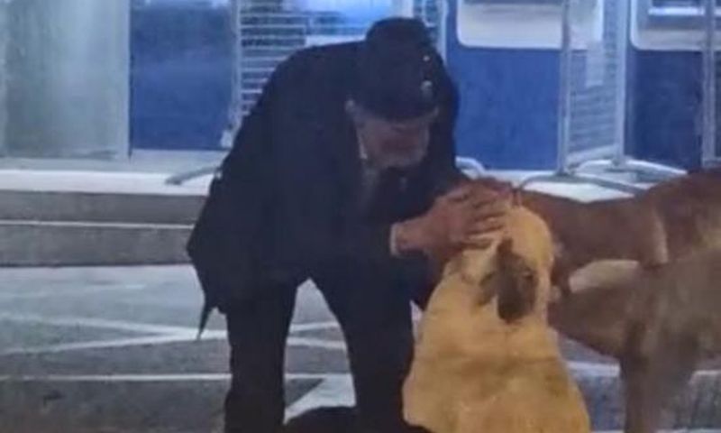 Sokak Köpeklerine Şefkat Eli