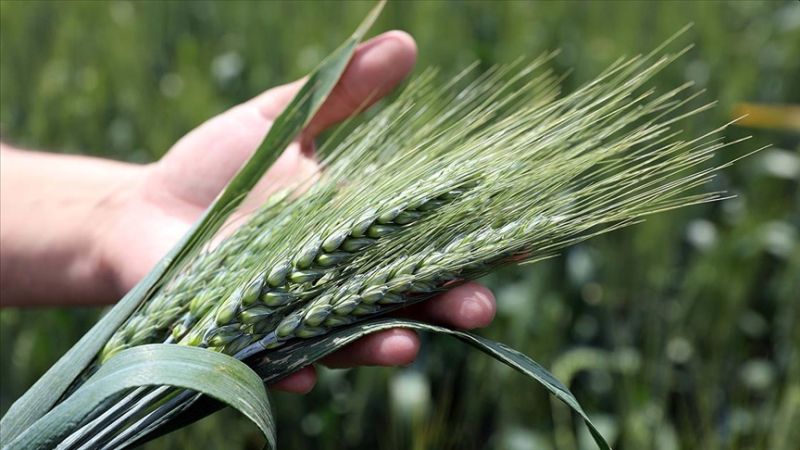 Geliştirilen Yeni Buğday Çeşidi 'Albaşak'