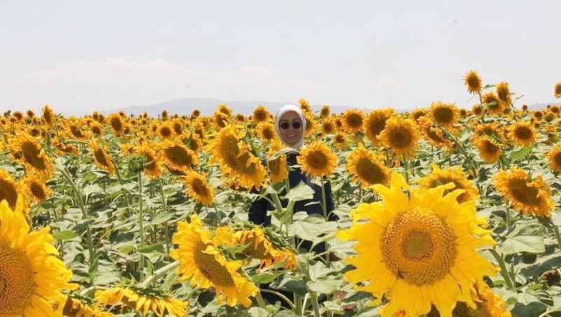 Yazıhan'da 15 Bin Dekar Alanda Ay Çiçeği Tarımı