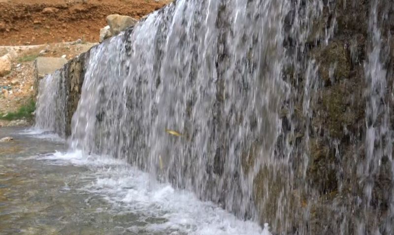 Karlık Çayı'ndaki İnci Kefalleri Kurtarmak İçin..