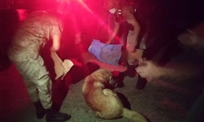 Silahla Vurulan Köpeğe Jandarma Sahip Çıktı