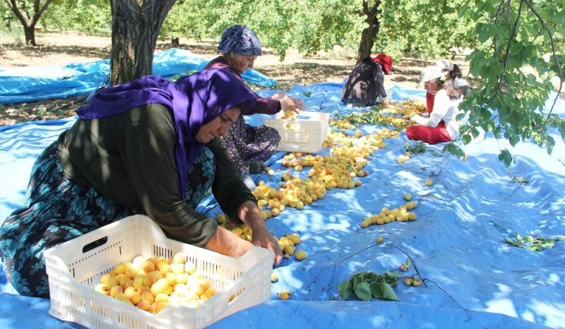 ‘Organik Kayısıya Talep Fazla’