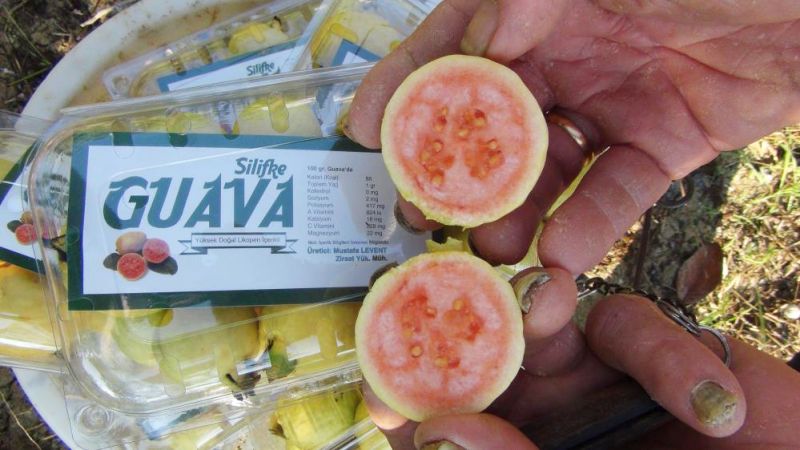 Silifke'de Guava Hasadına Başlandı
