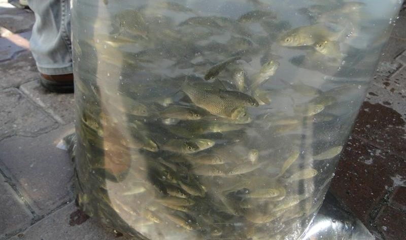 Malatya'daki Göletlere 120 Bin Yavru Balık