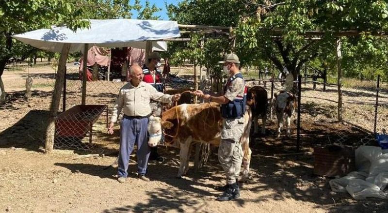 Kayıp İnekler Jandarma Dronu İle Bulundu