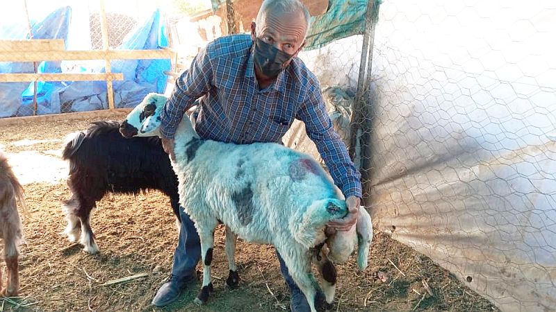 Sahipsiz Kopekler Koyunlarimiza Saldirdi Malatya Haber
