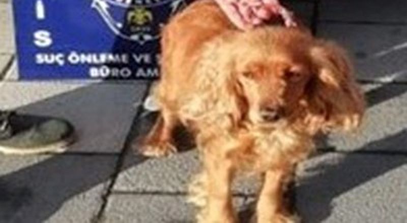 Kayıp Köpeği Polisler Buldu