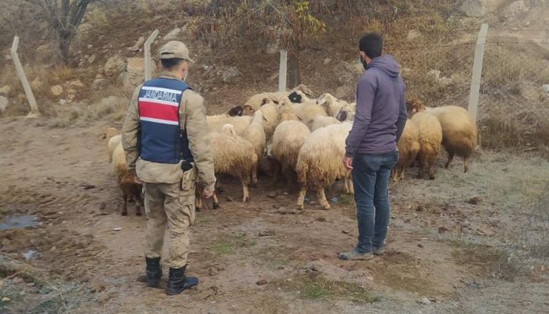 Kayıp Koyunları Jandarma Buldu