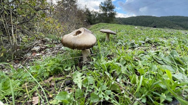 Mantar Zehirlenmeleri.. 10 Kişi Hastanelik Oldu