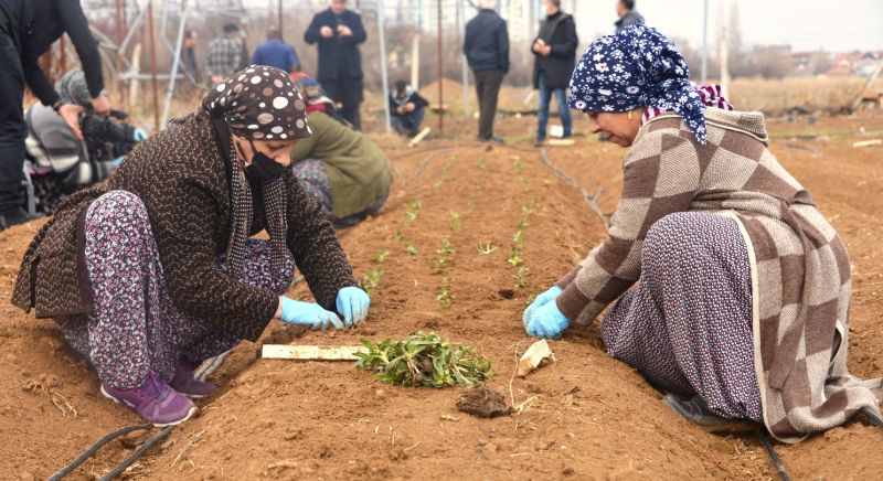 "Bu Fideler Bir Servettir"