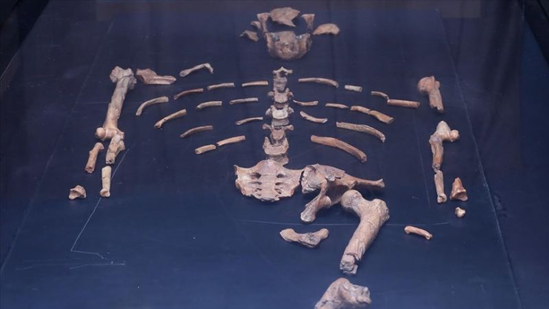 En Eski İnsan Fosilinin Yaşı 33 Bin Yıl Arttı