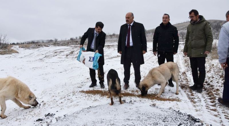 Doğanşehir'de Sokak Hayvanları Unutulmadı