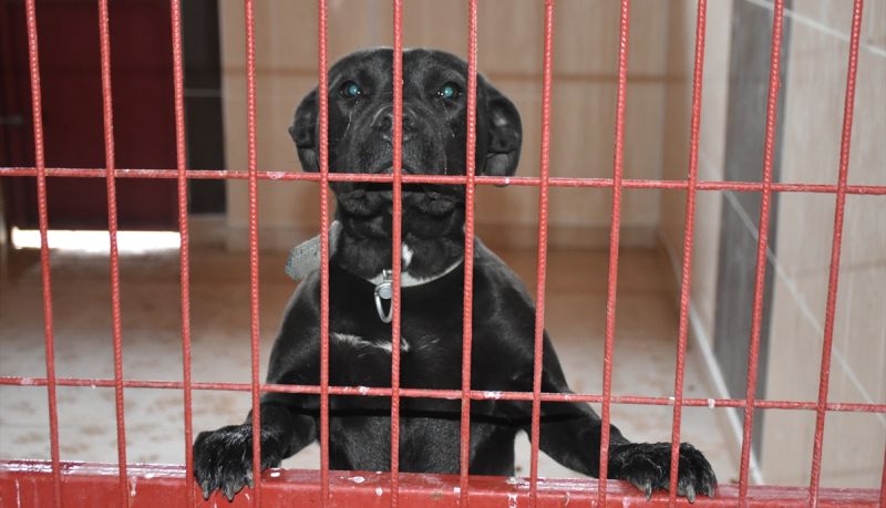 Yasaklı Irk Köpekler Barınağa Alındı
